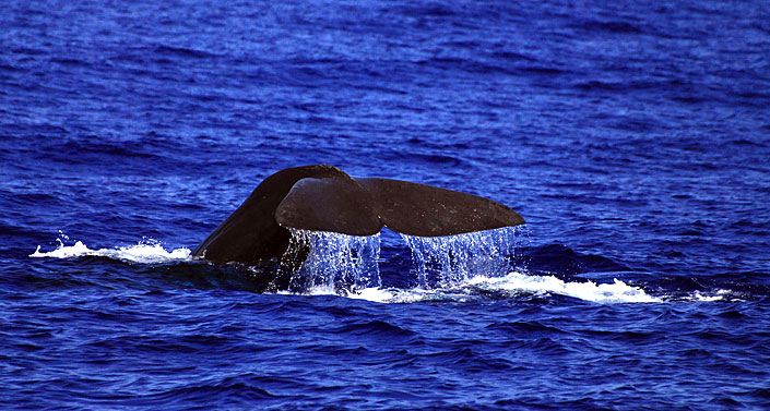 whales_watching_02.jpg
