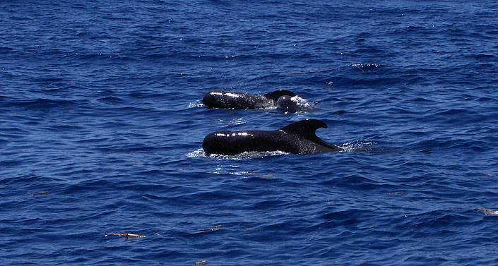whales_watching_04.jpg
